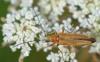 Oedemera podagrariae